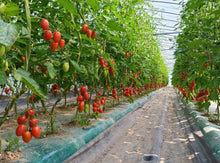 画像をギャラリービューアに読み込む, 🍅にきやのTOMATO100% (トマトジュース)6本ギフトセット (180ml×6本)🍅