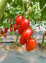 画像をギャラリービューアに読み込む, 🍅にきやのTOMATO100% (トマトジュース)6本ギフトセット (180ml×6本)🍅